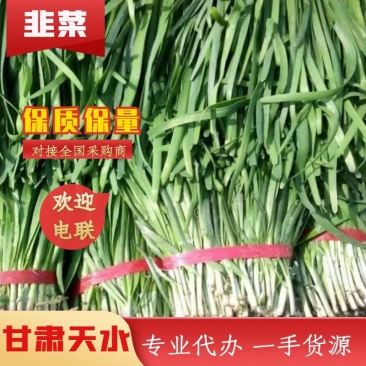 甘肃天水精品韭菜产地直发一手货源对接市场货源充足