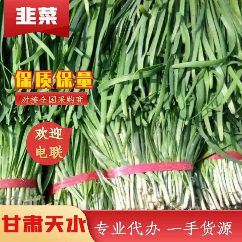 甘肃天水精品韭菜产地直发一手货源对接市场货源充足