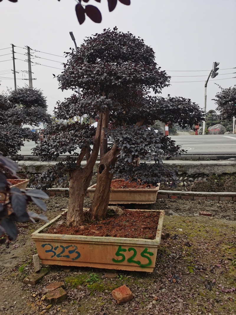 造型红继木桩头基地直发规格齐全别墅庭院景区造景