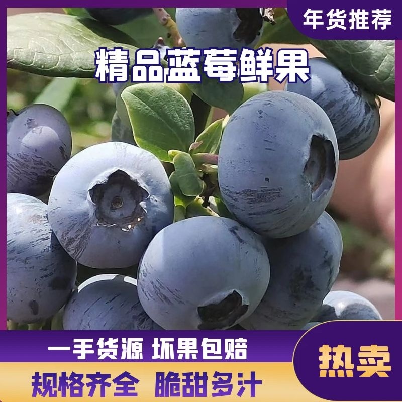 云南精品L25蓝莓，基地直发一手货源批发现摘现发品质保证