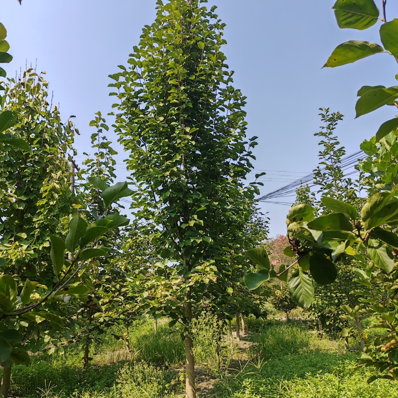 基地供应精品白玉兰规格齐全工程庭院绿化树枝繁叶茂