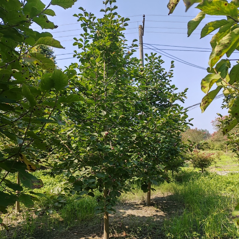 基地供应精品白玉兰规格齐全工程庭院绿化树枝繁叶茂