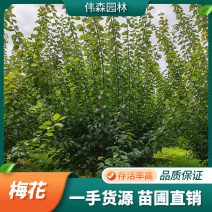 园林出售大量供应8公分低分枝梅花小区绿化观赏植物