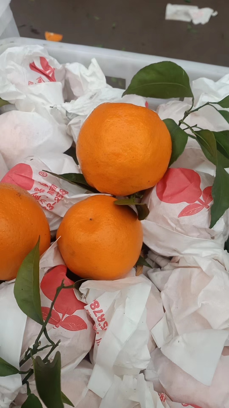 【年货不断】春见耙耙柑四川产地一手货源，含快递费。