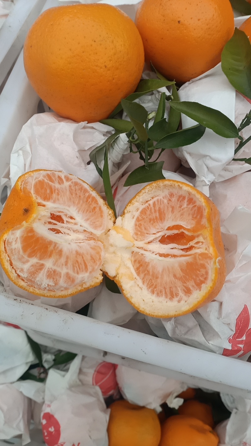 【年货不断】春见耙耙柑四川产地一手货源，含快递费。