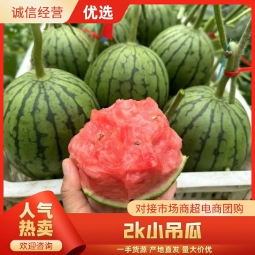 【甄选】精品小糖丸吊瓜，大量上，货源足价优，可看货