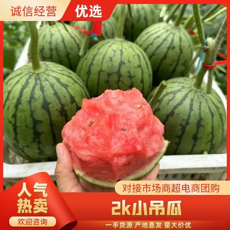 【甄选】精品小糖丸吊瓜，大量上，货源足价优，可看货