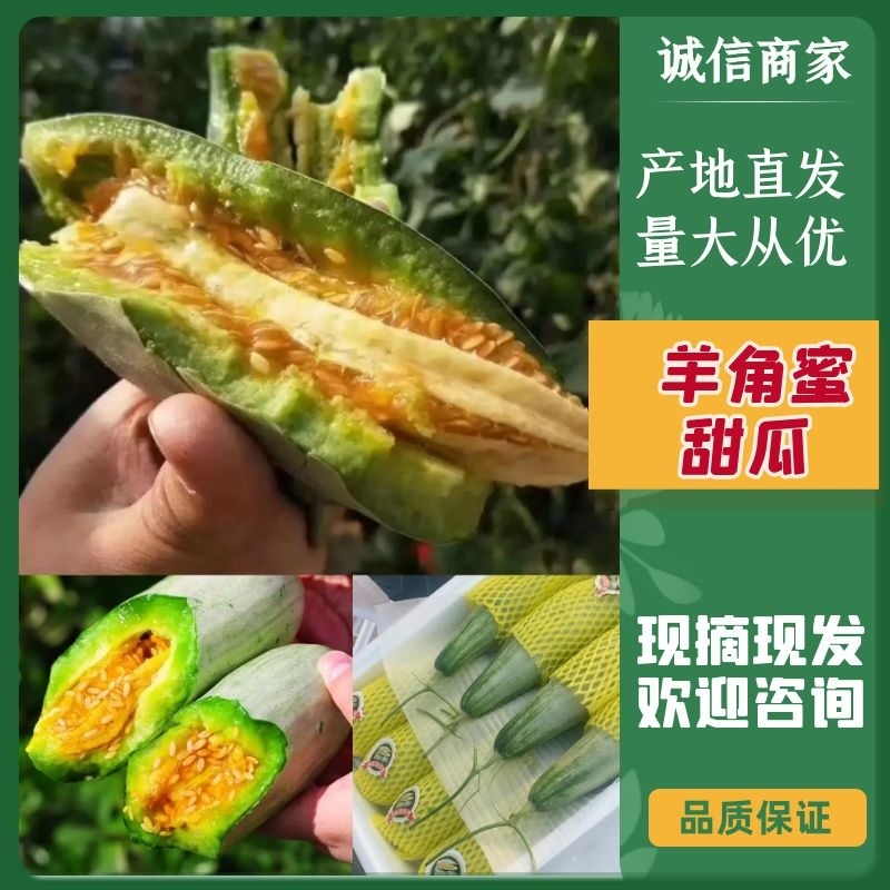 山东羊角蜜甜瓜羊角蜜博洋91博洋61蜜源18绿宝