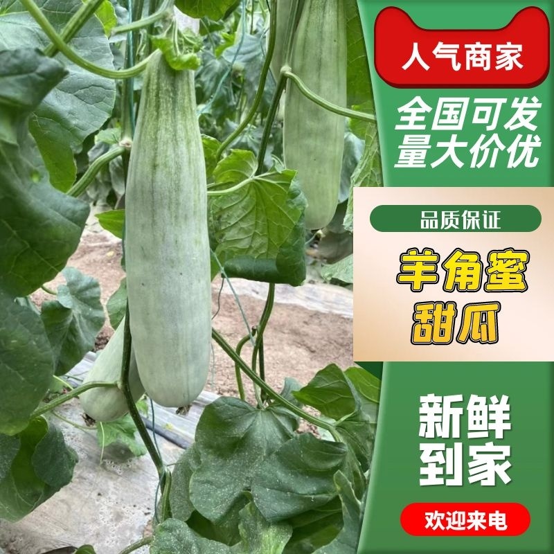 山东精品甜瓜可代发全国诚信经营量价格可谈