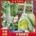 山东精品甜瓜可代发全国诚信经营量价格可谈