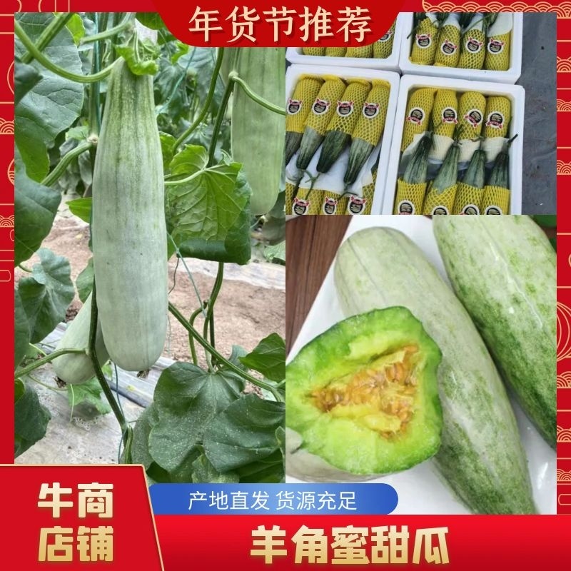 山东精品甜瓜可代发全国诚信经营量价格可谈