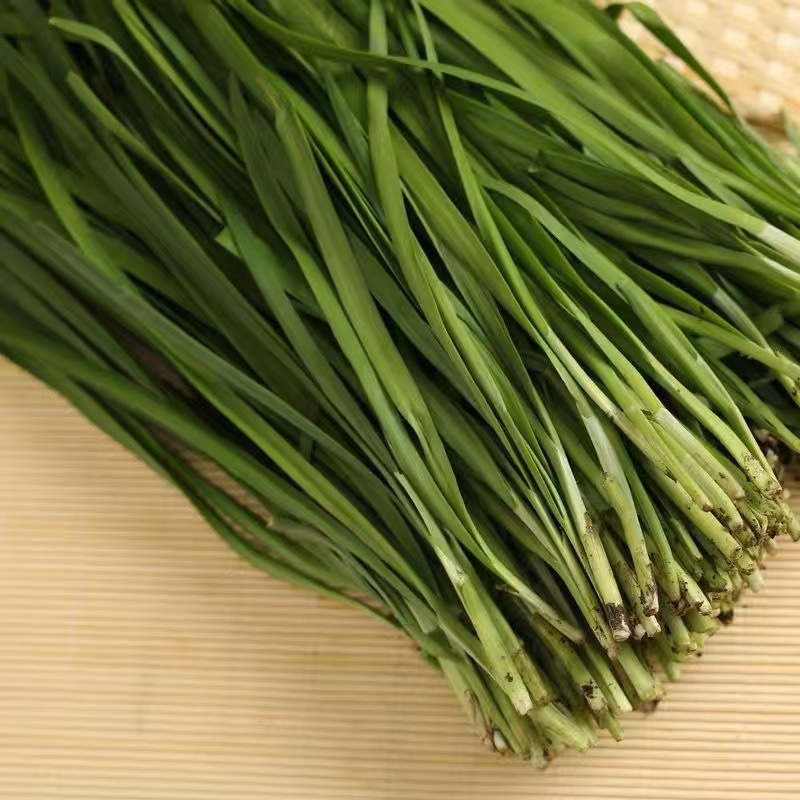 【优质推荐】韭菜辽宁凌海头刀韭菜铁托大量上市视频订货