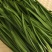【优质推荐】韭菜辽宁凌海头刀韭菜铁托大量上市视频订货