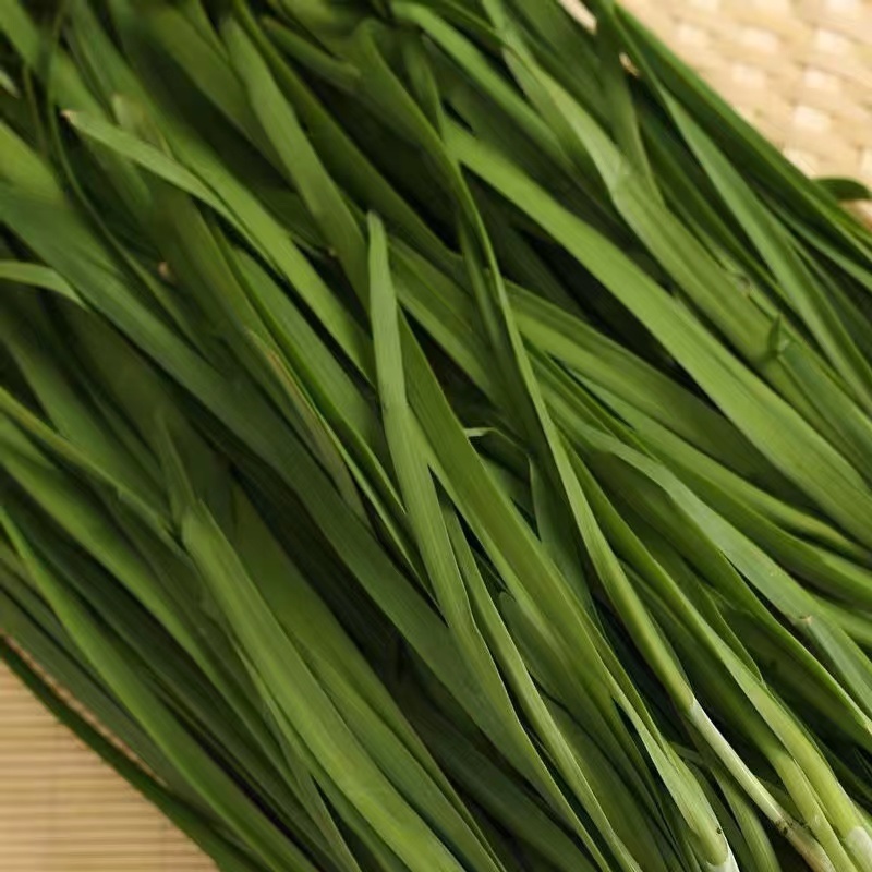 【优质推荐】韭菜辽宁凌海头刀韭菜铁托大量上市视频订货