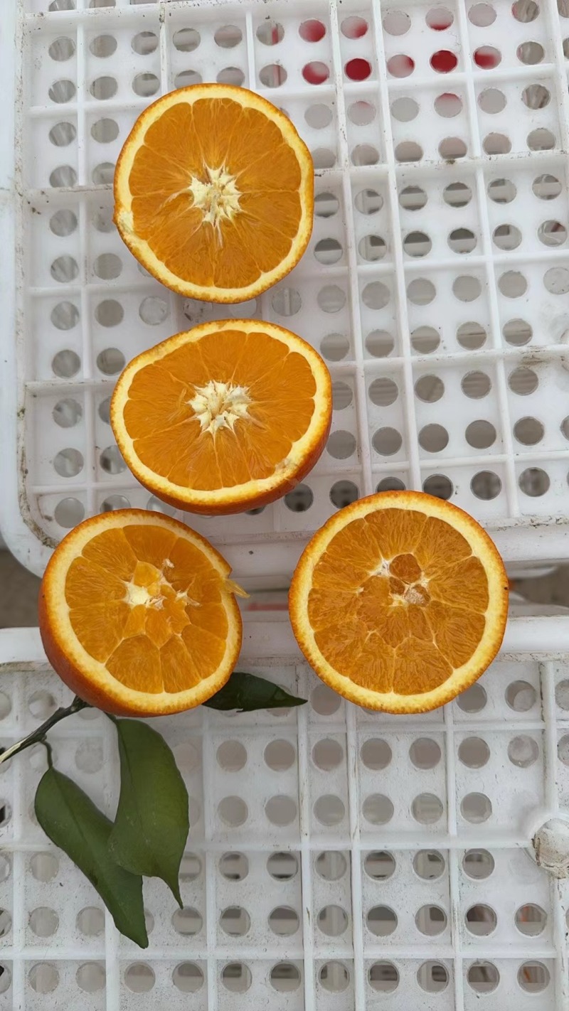 重庆精品奉节脐橙大量上市诚信规格齐全一级果二级果全国供应