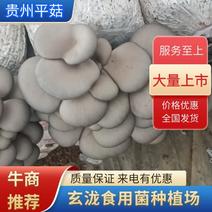 【鲜平菇】贵州平菇，现货现发，量大价优，欢迎来电咨询