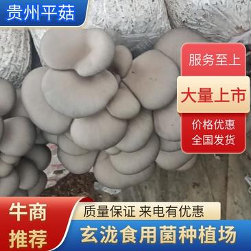 【鲜平菇】贵州平菇，现货现发，量大价优，欢迎来电咨询