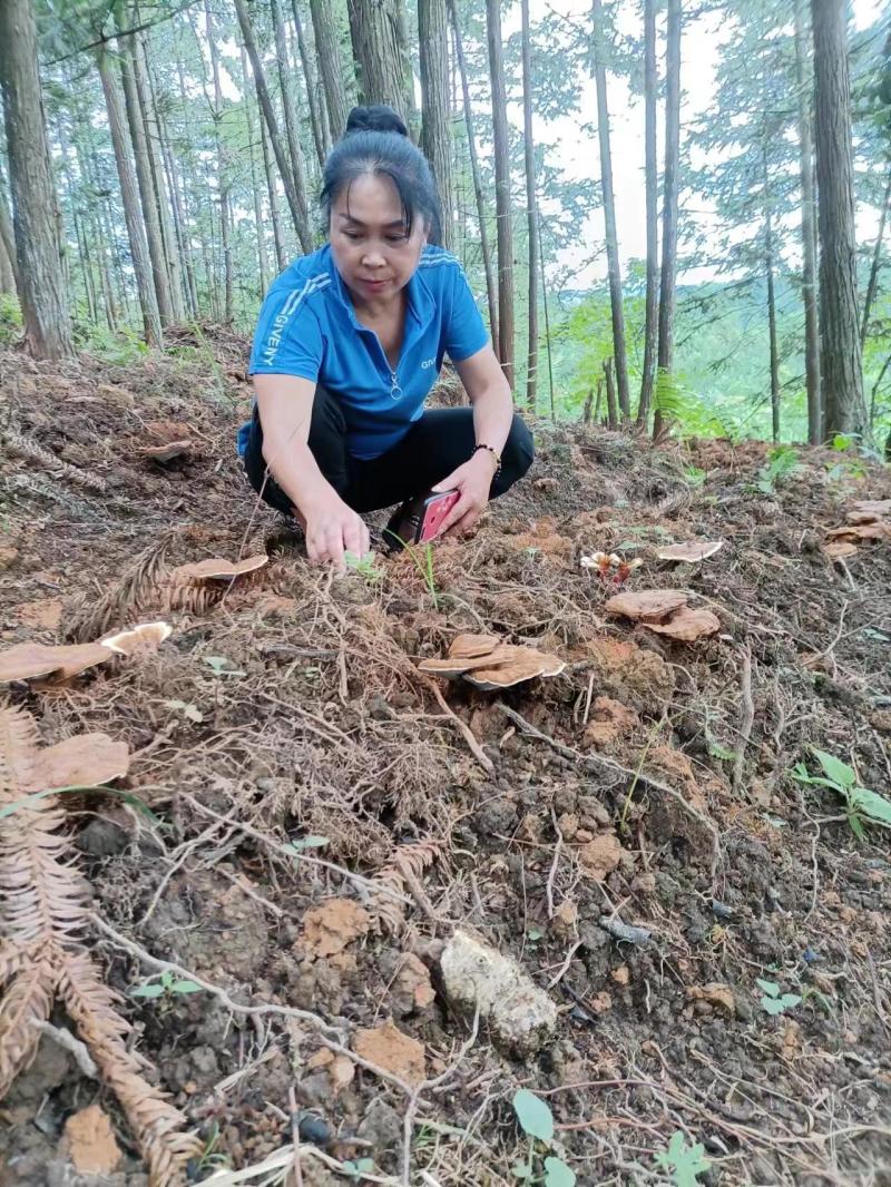 贵州羊肚菌野生菌菇供应中一手货源品质保证诚信经营