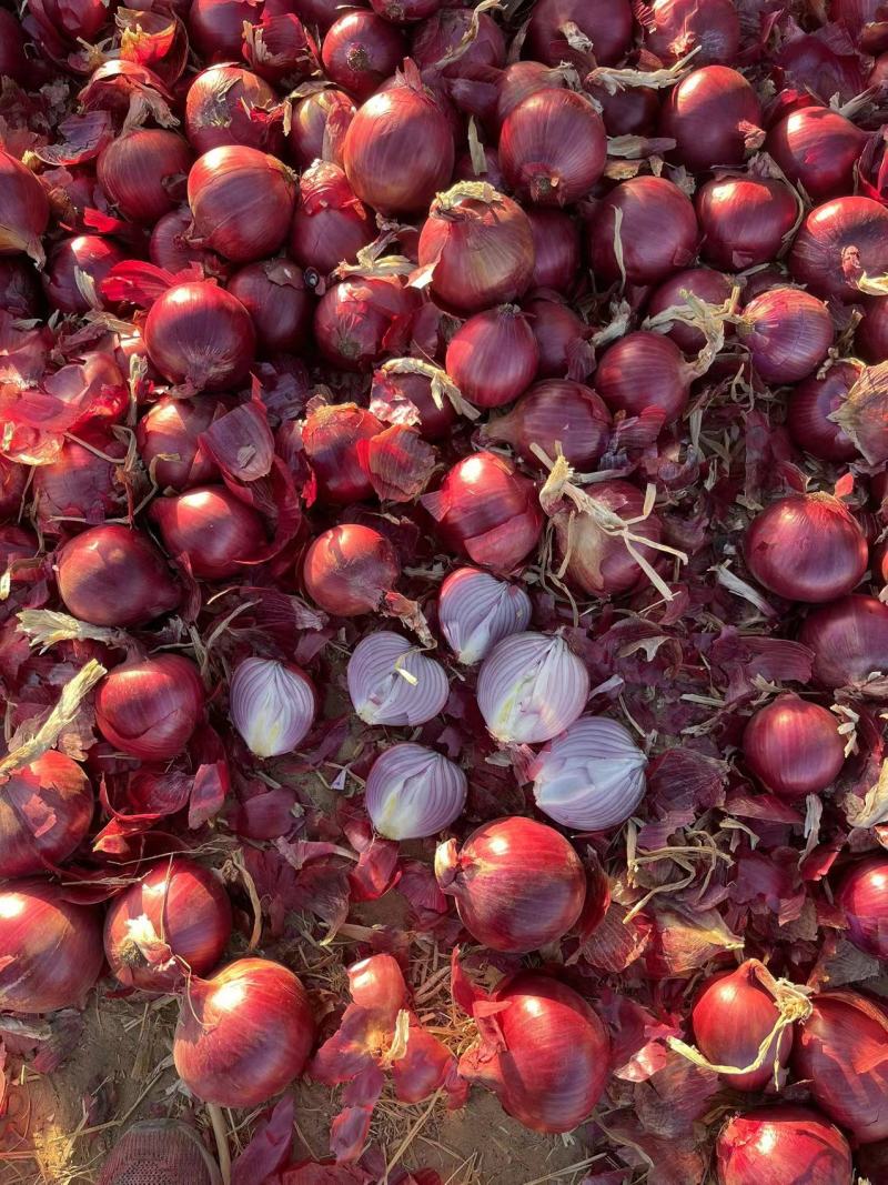 【紫皮洋葱】山东金乡产地直供质量保证货源充足欢迎订购