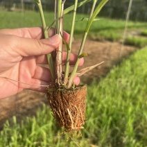 黄皮甘蔗苗，广东甘蔗苗，粤翠甘蔗苗专业培育成熟技术