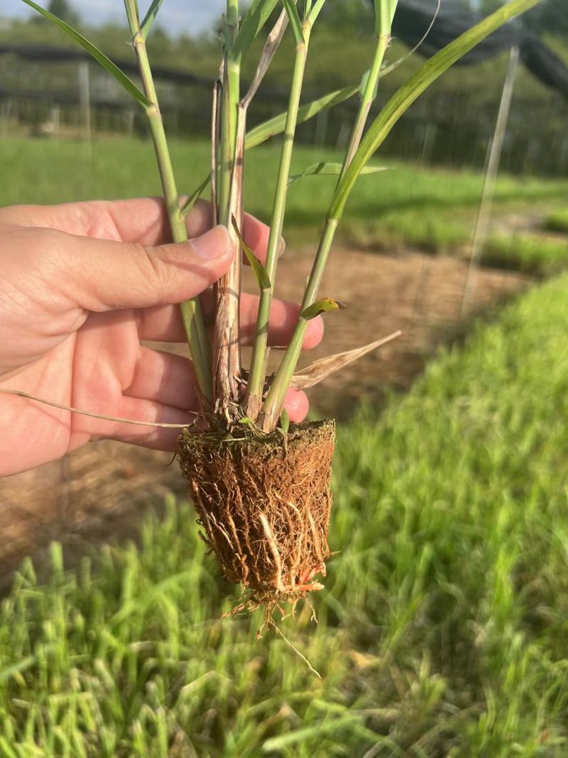 黄皮甘蔗苗，广东甘蔗苗，粤翠甘蔗苗专业培育成熟技术