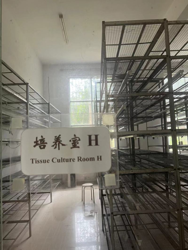 黄皮甘蔗苗，广东甘蔗苗，粤翠甘蔗苗专业培育成熟技术