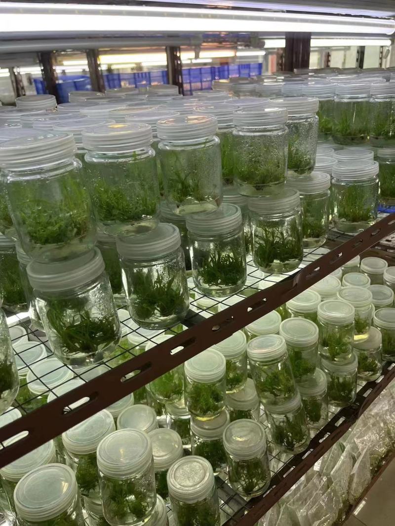 黄皮甘蔗苗，广东甘蔗苗，粤翠甘蔗苗专业培育成熟技术