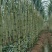 青皮甘蔗苗，粤翠甘蔗苗，广东甘蔗苗，农科所培育保质保量