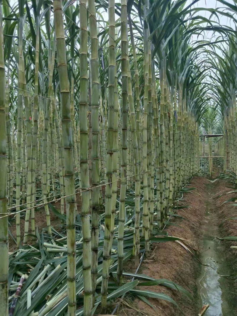 青皮甘蔗苗，粤翠甘蔗苗，广东甘蔗苗，农科所培育保质保量