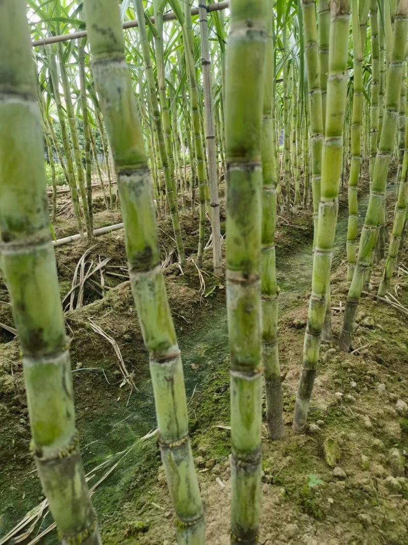青皮甘蔗苗，粤翠甘蔗苗，广东甘蔗苗，农科所培育保质保量