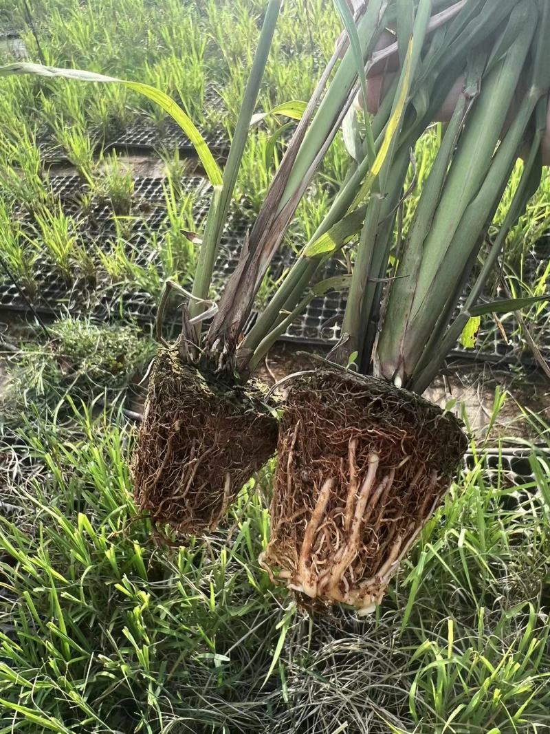 青皮甘蔗苗，粤翠甘蔗苗，广东甘蔗苗，农科所培育保质保量