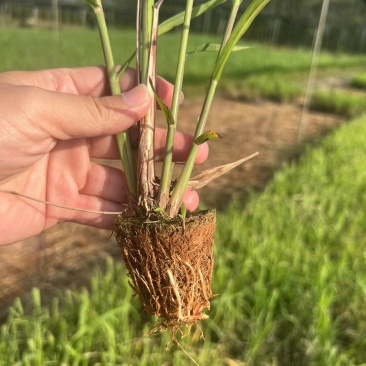 青皮甘蔗苗，粤翠甘蔗苗，广东甘蔗苗，农科所培育保质保量