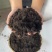 发酵兔粪农业种植提供丰富营养促进植物生长