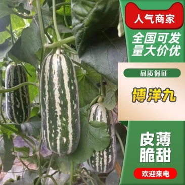 【皮薄脆甜】辽宁博洋甜瓜博洋九号浓郁的瓜香味,无渣