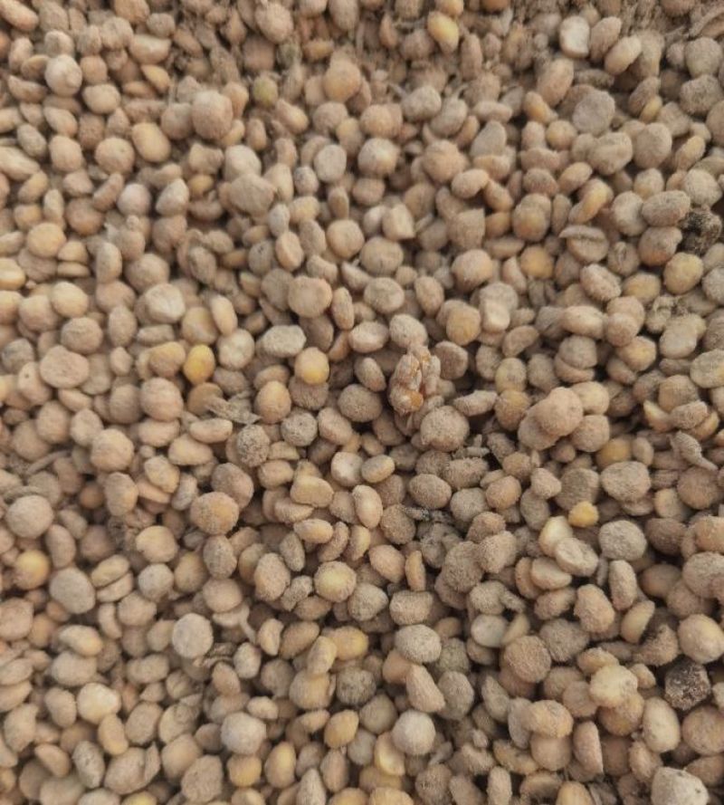 大豆肥活菌发酵大豆肥料药材花卉茶树种植生物菌肥