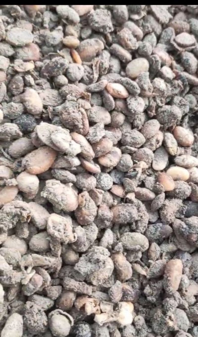 大豆有机肥土壤改良剂生物菌肥生物腐熟发酵