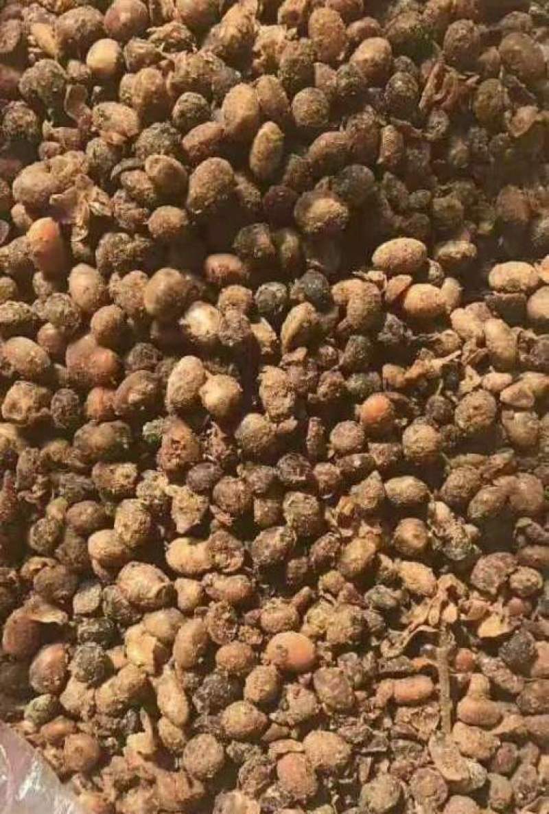 酶解大豆益生菌发酵有机肥土壤改良剂山药蔬菜种植用