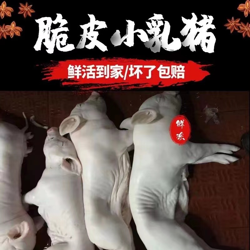 鲜冻乳猪连云港厂家直供货源稳定量大从优欢迎电联采购