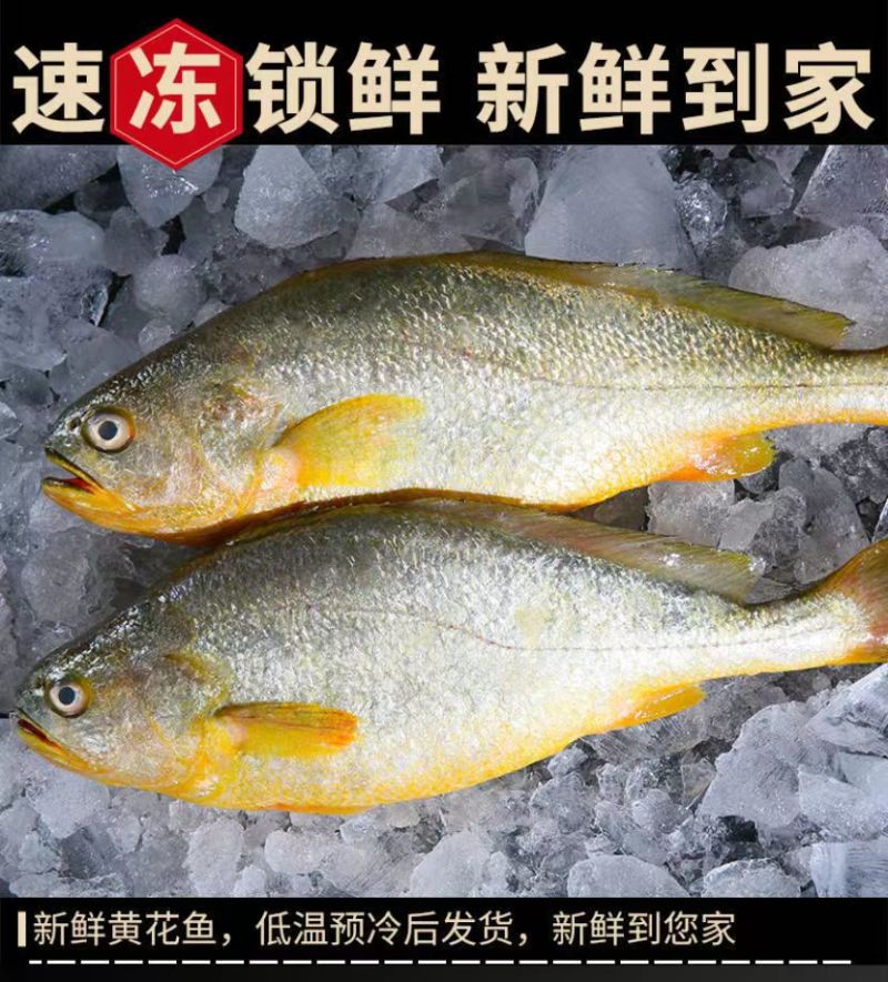 东海大黄鱼
