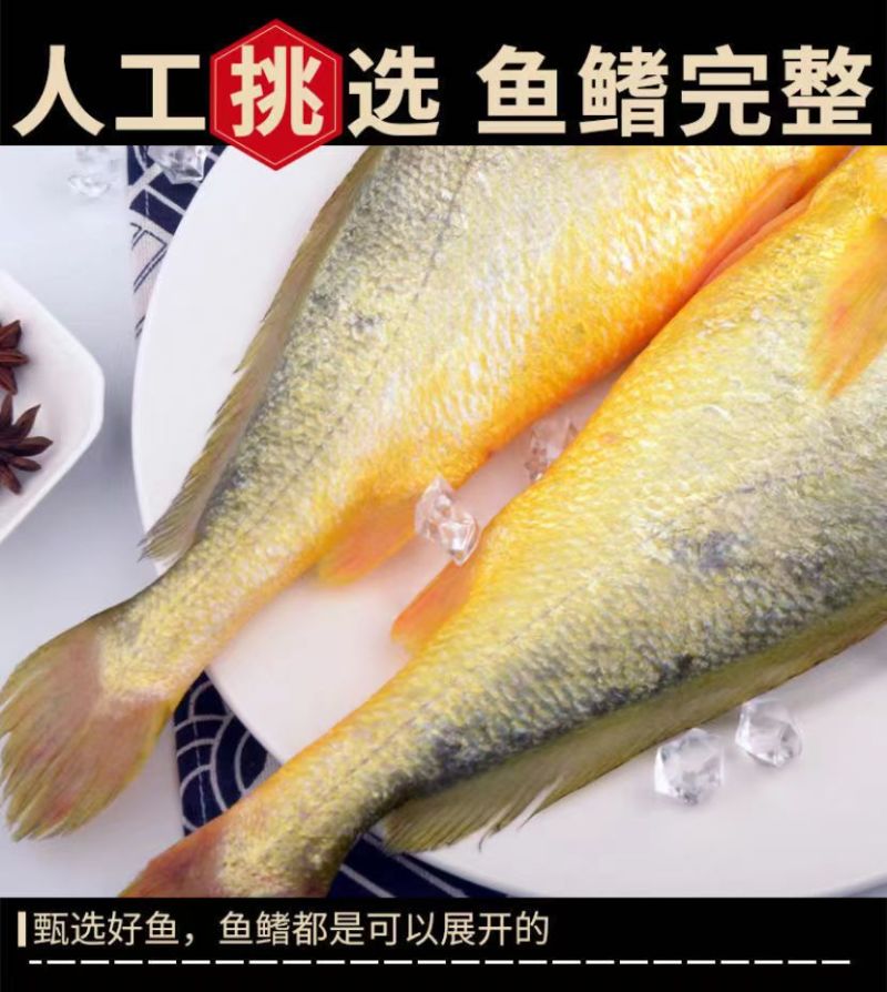 东海大黄鱼