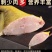 东海大黄鱼