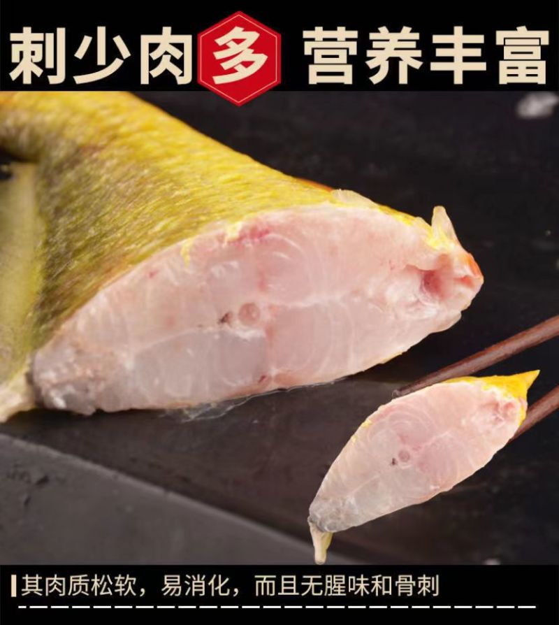 东海大黄鱼