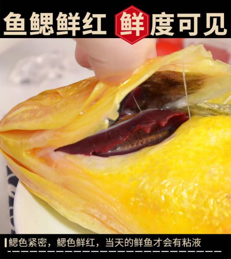 东海大黄鱼