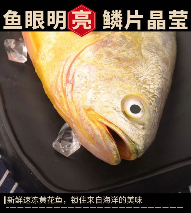东海大黄鱼