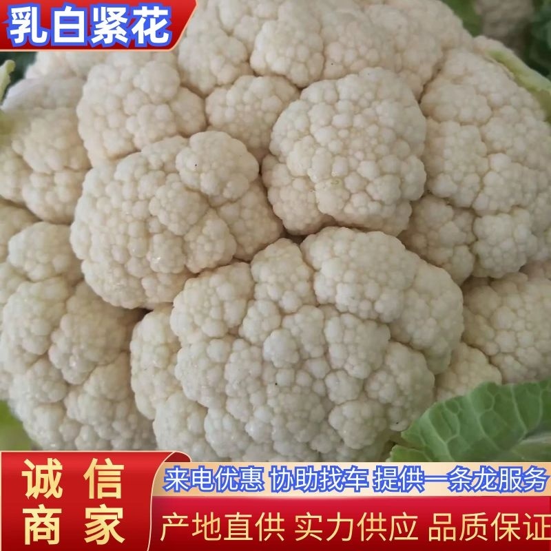 白花菜花2~3斤紧花乳白产地直供品质保障