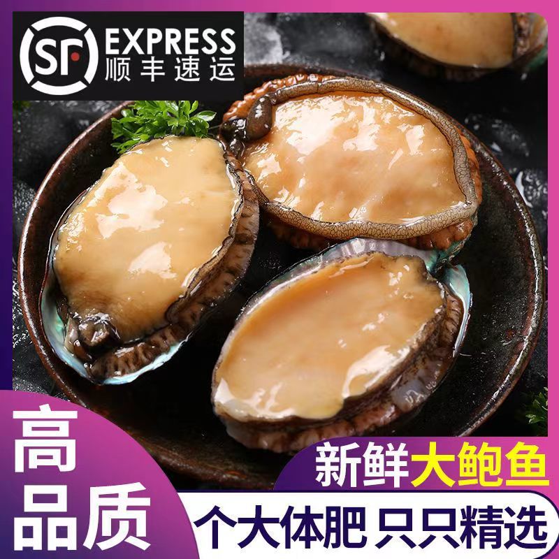 大号单冻鲍鱼现货批发