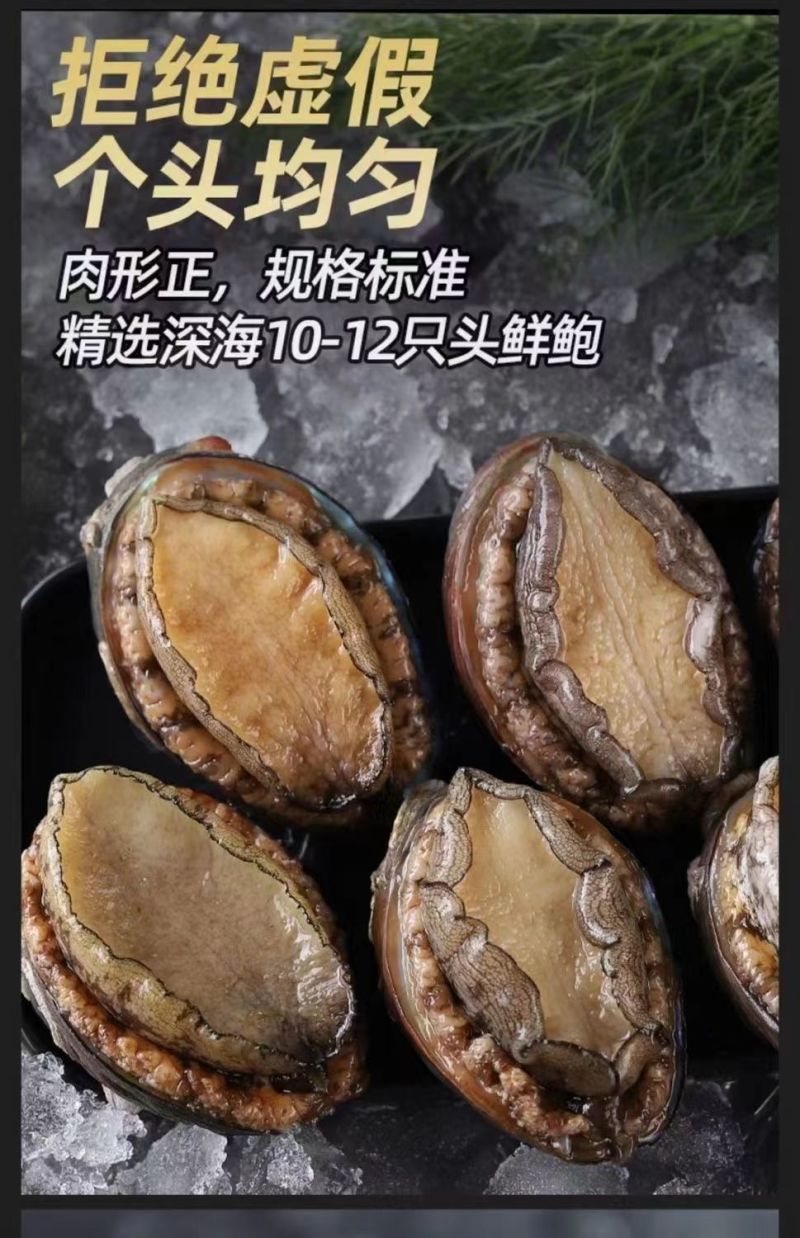 大号单冻鲍鱼现货批发