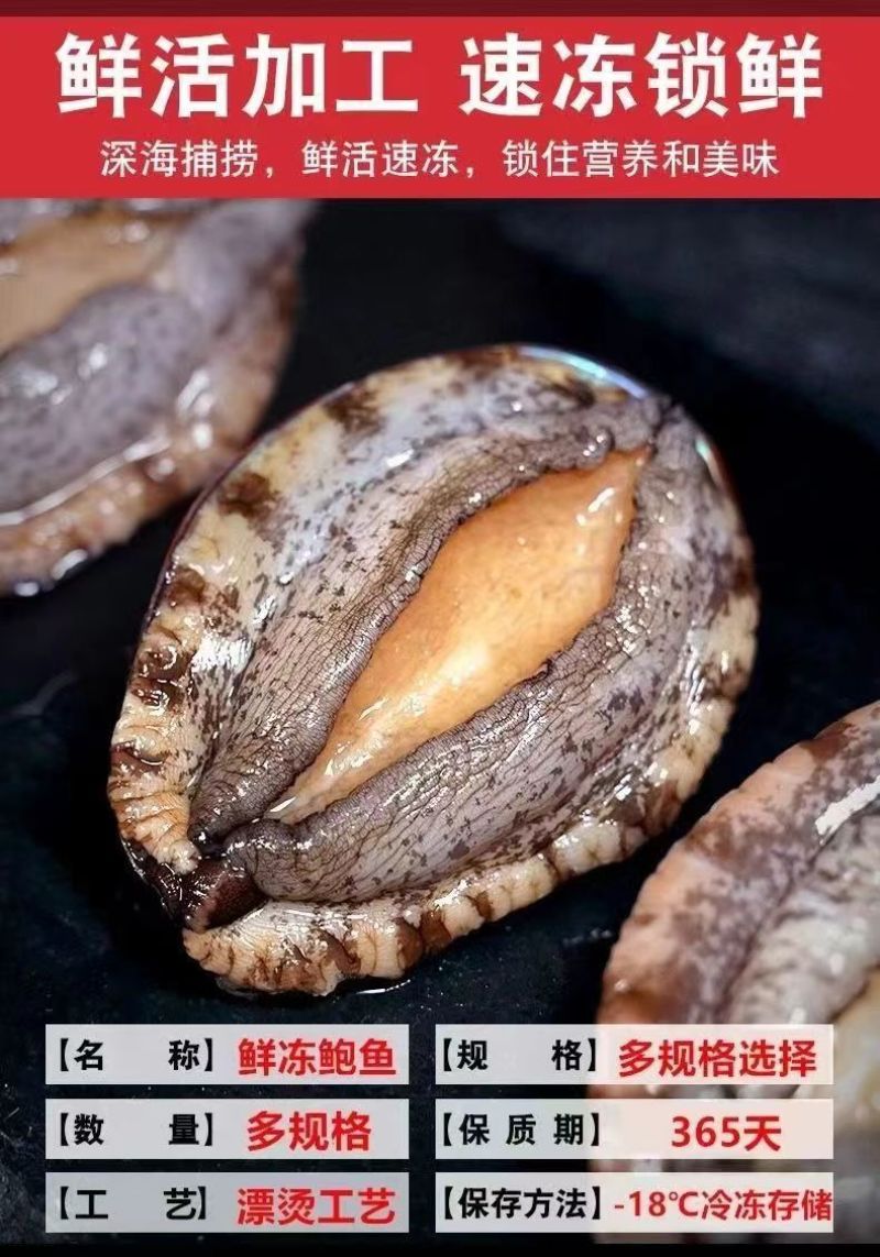 大号单冻鲍鱼现货批发