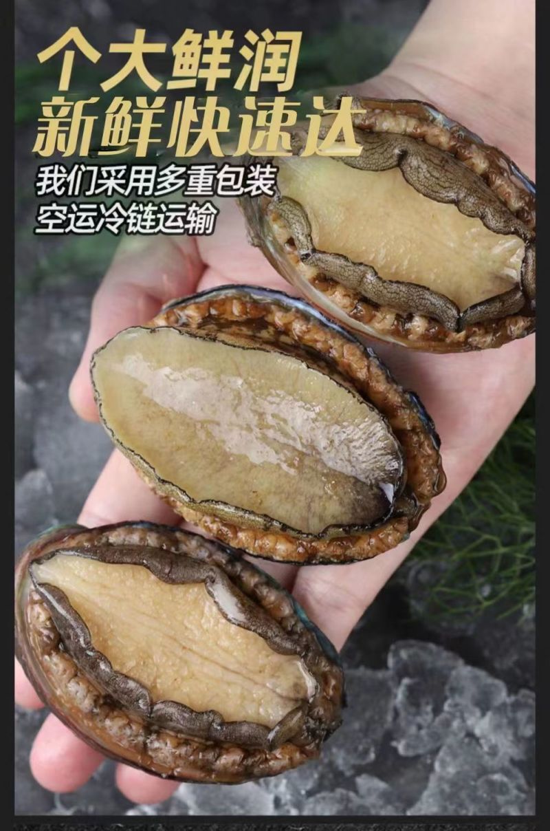大号单冻鲍鱼现货批发