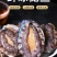 大号单冻鲍鱼现货批发